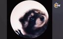 Mapache viral Tiktok