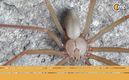 Araña violinista "(Foto:@NationalGeographicenEspañol)"