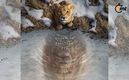 'Mufasa'. Disney revela primer tráiler de precuela de 'El Rey León'