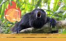 Monos aulladores caen muertos por Ola de Calor en Chiapas y Tabasco