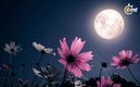 Luna de Flores 2024; cuándo es y cómo ver fenómeno astronómico