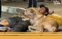 Perrito acompaña a su dueño tras ser atropellado (Foto: Especial)