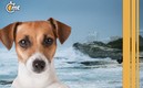 Perros son rescatados en Quintana Roo, imagen ilustrativa (Foto: Reuters/Especial)