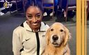 Beacon, el perro de asistencia, con Simone Biles, multimedallista olímpica (Instagram: @goldendogbeacon)