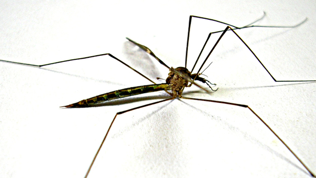 mosquito