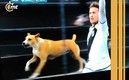 Perro festeja un extraño gol en Uruguay (Foto: Especial)