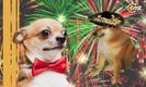 ¿Por qué la pirotecnia le da ansiedad a los perritos? Foto: Especial