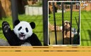 Vuelven a evidenciar a zoológico de China por exhibir a osos pandas falsos.