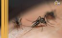 Los mosquitos representan un problema en el hogar (iStock)