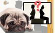 Ley “con quién se queda el perro”; así funcionará