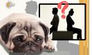 Ley “con quién se queda el perro”; así funcionará