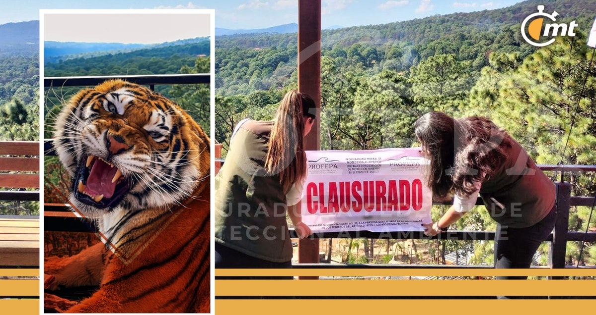 Profepa clausura 'Camino Real del Tigre' tras denuncias de maltrato animal. Foto: @Profepa