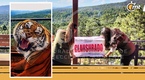 Profepa clausura 'Camino Real del Tigre' tras denuncias de maltrato animal. Foto: @Profepa