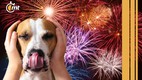 ¿Tu perro le teme a los cuetes? Así los puedes cuidar en diciembre (Foto: Especial)