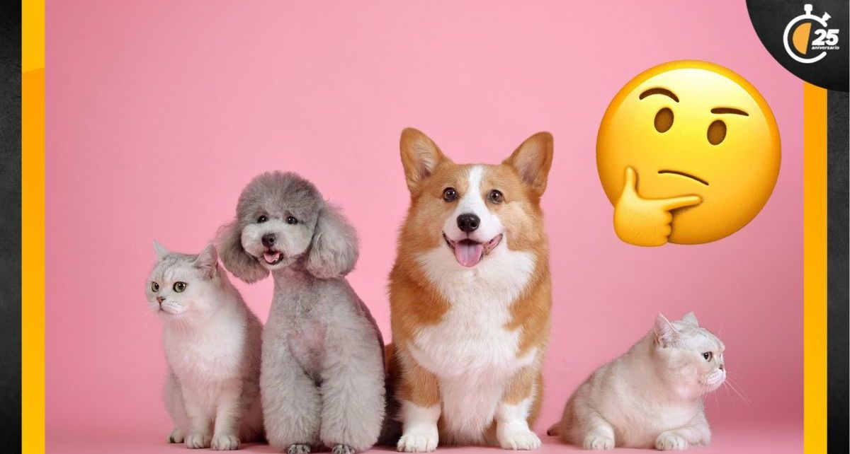 Este es el costo de las multas por no registrar tu mascota al RUAC de la CDMX. Foto: Especial