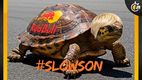 Lawson ha tenido muy malos resultados en su inicio del campeonato.