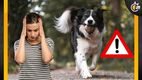 ¿Más de 4 MIL pesos? Esta es la multa por pasear a tu perro sin correa en CDMX. (FOTO): Especial.