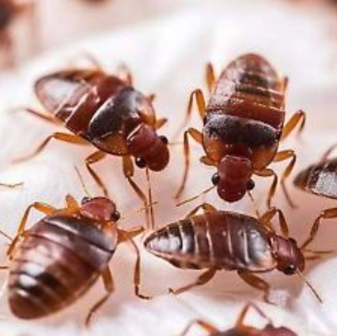 ¡Despídete de las chinches! Estos son los mejores métodos para eliminar las plagas. (FOTO): Freepik.