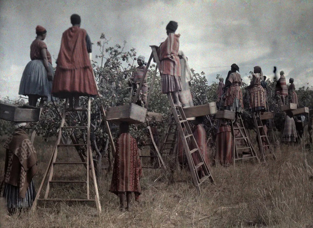 Mujeres recogiendo la fruta hace casi 100 años. (Foto: Melville Chater Nat Geo Image Collection)