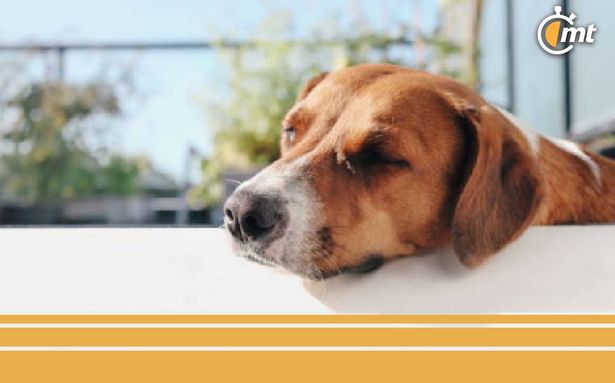 Perro, expuesto a las altas temperaturas (iStock)