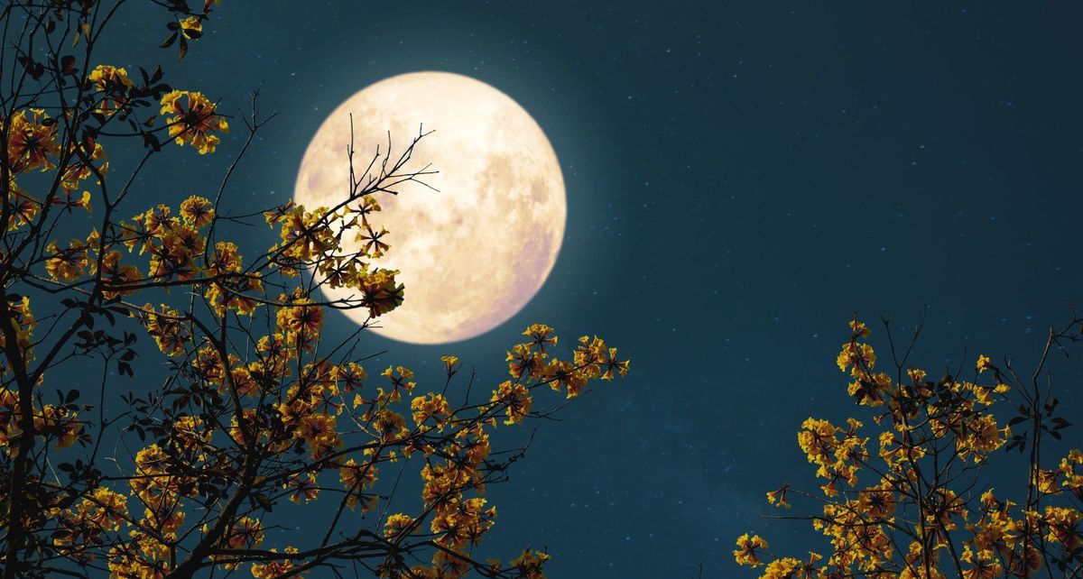 Luna de Flores 2025: ¿Qué es, cuándo ocurre y cómo disfrutar este fenómeno lunar?
