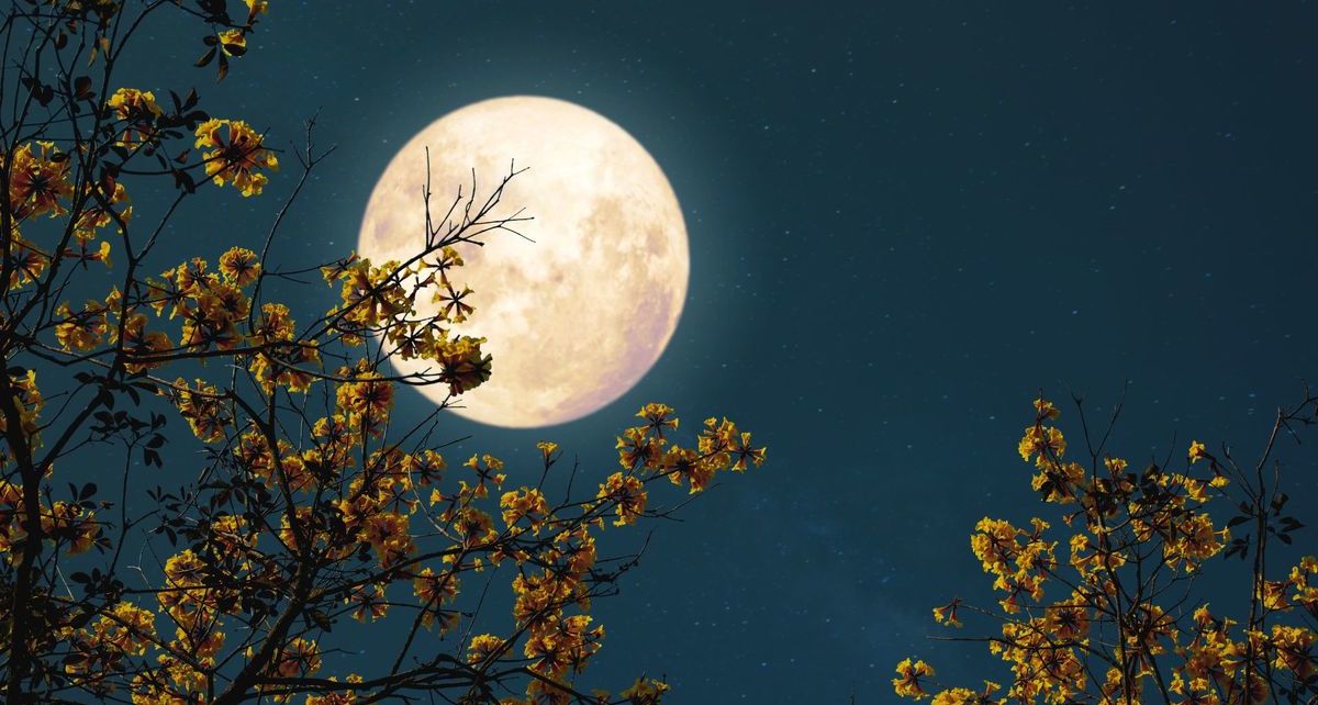 Luna de Flores 2025: ¿Qué es, cuándo ocurre y cómo disfrutar este fenómeno lunar?