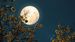 Luna de Flores 2025: ¿Qué es, cuándo ocurre y cómo disfrutar este fenómeno lunar?