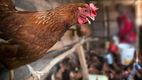 Pollo brasileño no será importado a México (Reuters)
