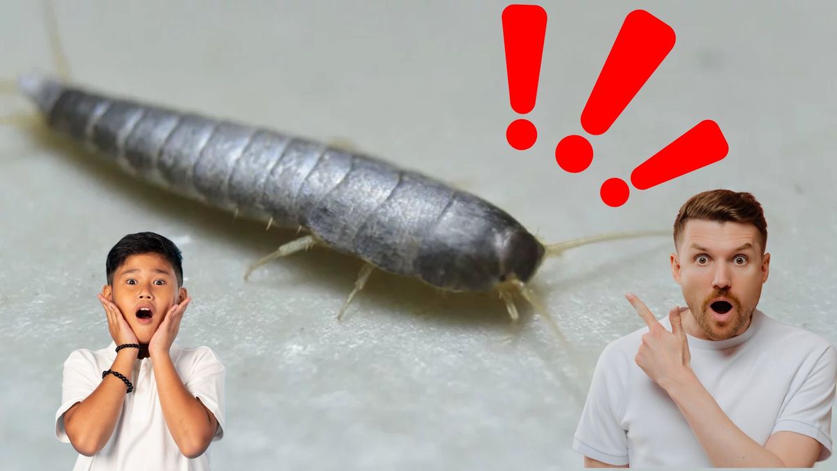 Qué son los pececillos de plaga y cómo es que dañan tu hogar?
