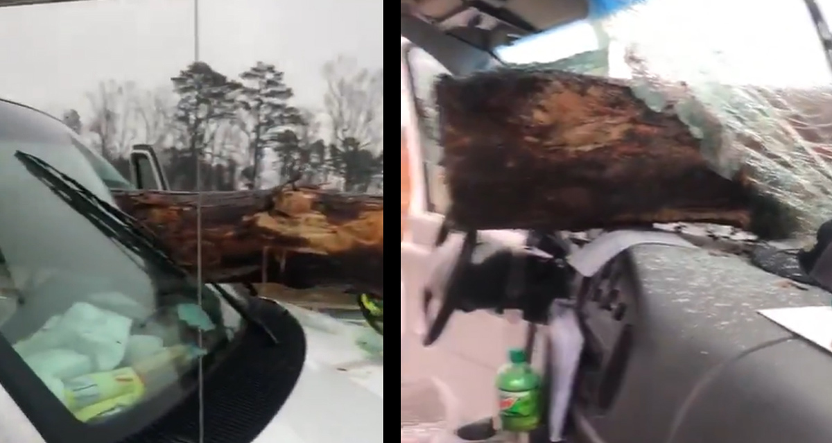 El tronco atravesó el vidrio y de milagro, el conductor se salvó.