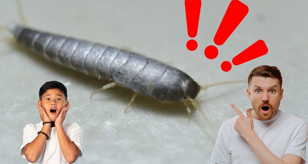 Un pececillo de plata en casa: Este insecto puede ser una señal de alerta en tu hogar (FOTO: Especial)