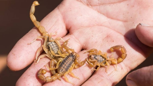 El centruroides sculpturatus es la especie de alacrán más peligroso de México y se encuentra en el estado de Durango y Sonora. Foto: El Sol de Durango