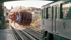 ¡En México, Europa y otros países! Plagas de chinches invaden el transporte público y generan alerta. (FOTO): Especial.