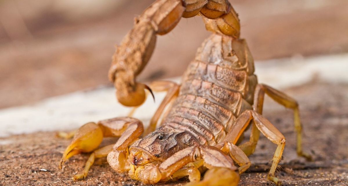 Plantas repelentes de alacranes: así puedes proteger tu casa sin químicos (Foto:Especial)