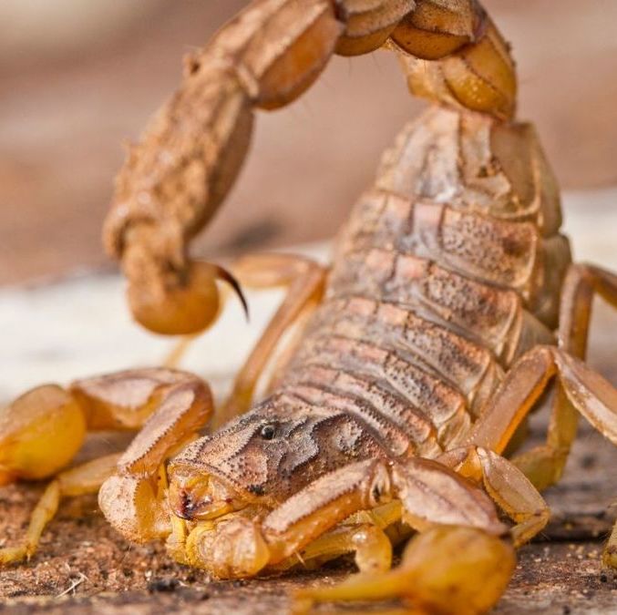 Plantas repelentes de alacranes: así puedes proteger tu casa sin químicos (Foto:Especial)