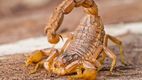 Plantas repelentes de alacranes: así puedes proteger tu casa sin químicos (Foto:Especial)