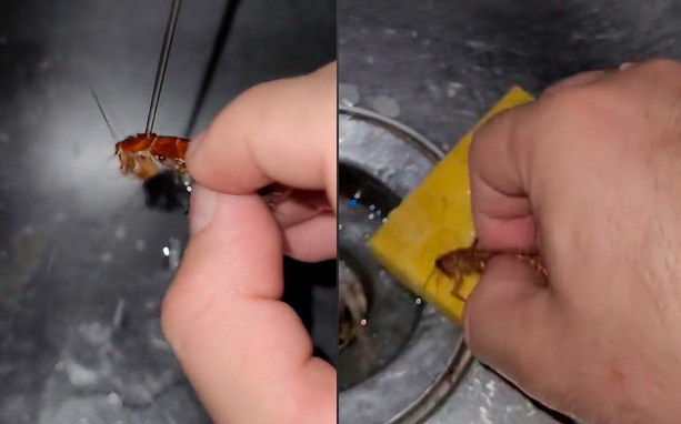 Cucaracha fue bañada y video se hizo viral.