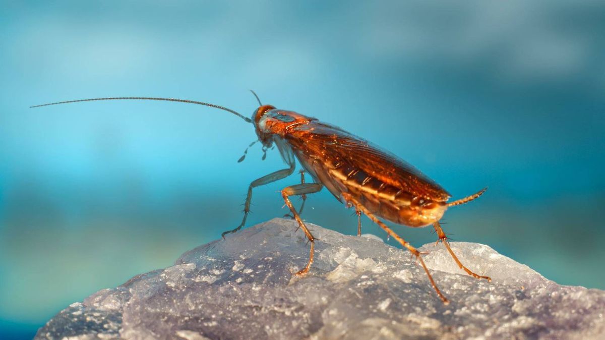 La mayor debilidad de la cucaracha