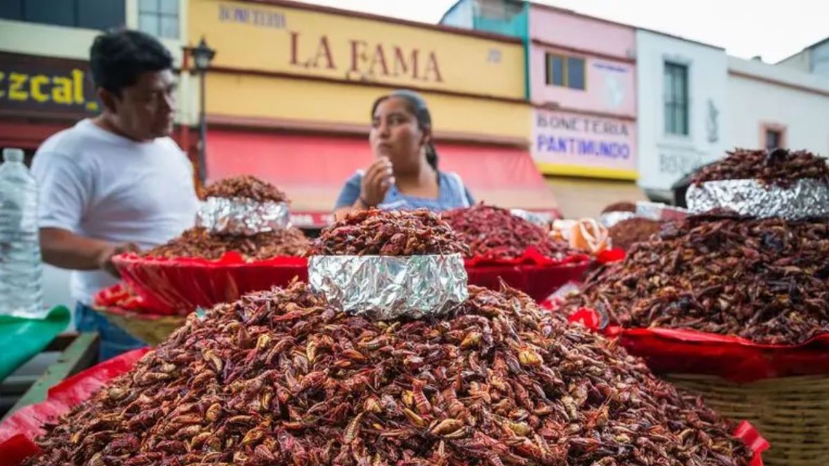 ¿Te animarías a comer insectos? Conoce sus beneficios nutricional