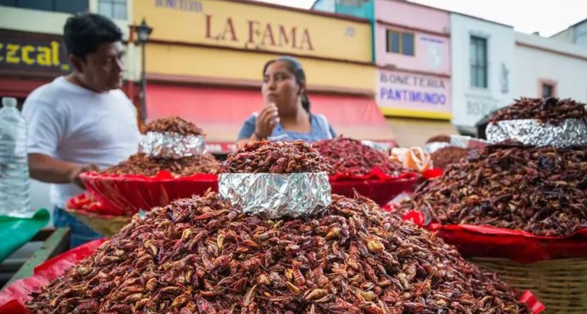 Insectos comestibles: beneficios, proteínas y cómo pueden transformar tu dieta
