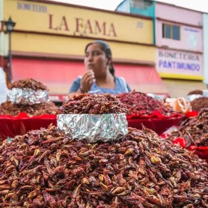 Insectos comestibles: beneficios, proteínas y cómo pueden transformar tu dieta