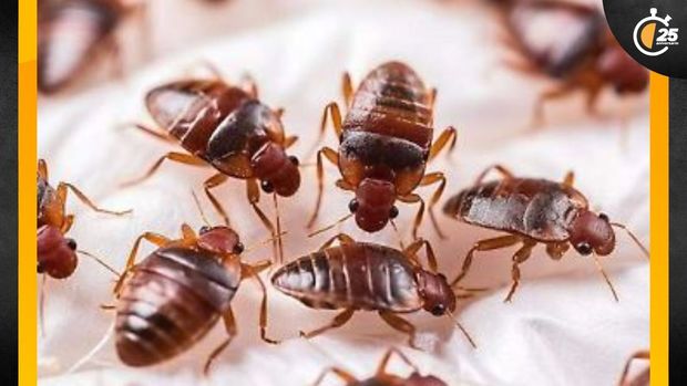 ¡Despídete de las chinches! Estos son los mejores métodos para eliminar las plagas. (FOTO): Freepik.