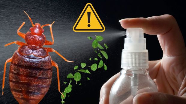 Esta es la mejor hierba para alejar a las chinches de tu hogar