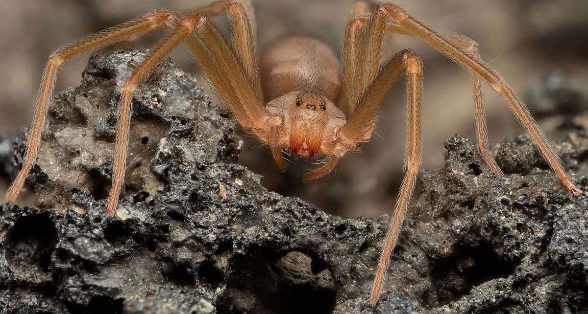 ¿Araña violinista en casa? Estas plantas aromáticas la mantienen lejos (Foto: Especial)
