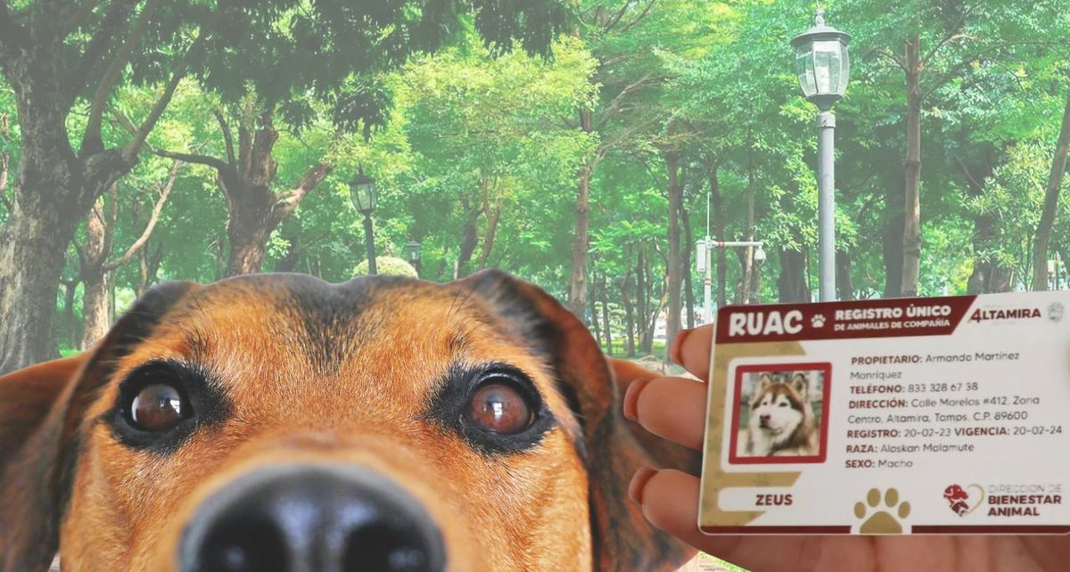 ¿Hay fecha límite para tramitar la CURP para mascotas?| Foto: Especial