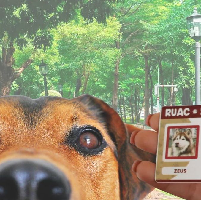 ¿Hay fecha límite para tramitar la CURP para mascotas?| Foto: Especial