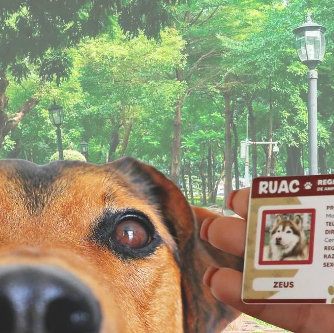 ¿Hay fecha límite para tramitar la CURP para mascotas?| Foto: Especial