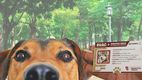 ¿Hay fecha límite para tramitar la CURP para mascotas?| Foto: Especial