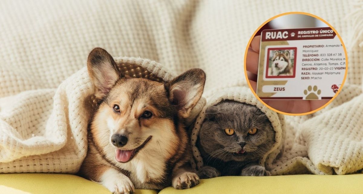 Conoce todo sobre el RUAC: el 'CURP' de las mascotas en Ciudad de México.