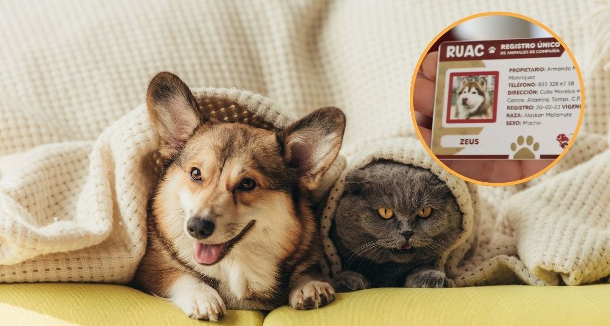 Conoce todo sobre el RUAC: el 'CURP' de las mascotas en Ciudad de México.
